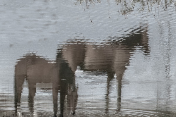 untitled-6 - Watering Hole - Stephen Heidel Photography
