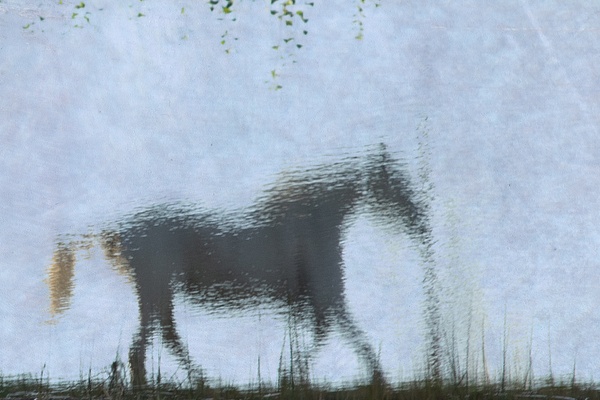 untitled-4 - Watering Hole - Stephen Heidel Photography