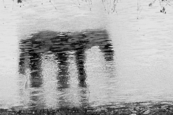 untitled-2 - Watering Hole - Stephen Heidel Photography