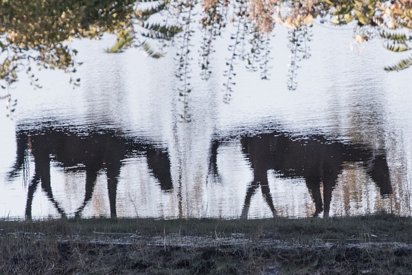 untitled-7 - Watering Hole - Stephen Heidel Photography
