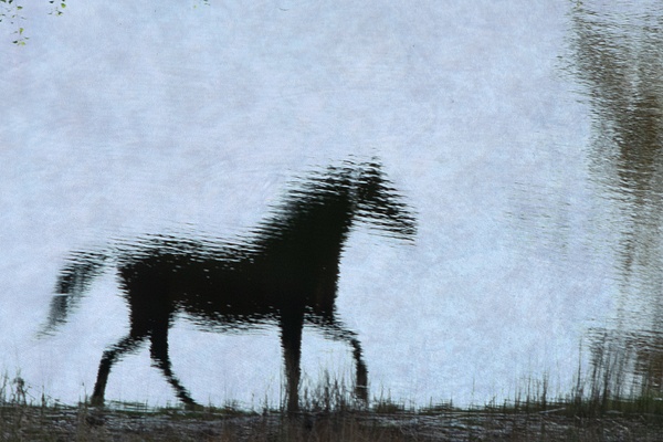 untitled-5 - Watering Hole - Stephen Heidel Photography