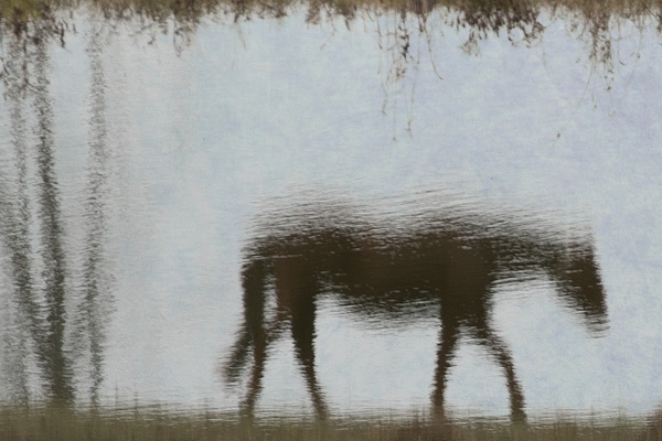 untitled-3 - Watering Hole - Stephen Heidel Photography