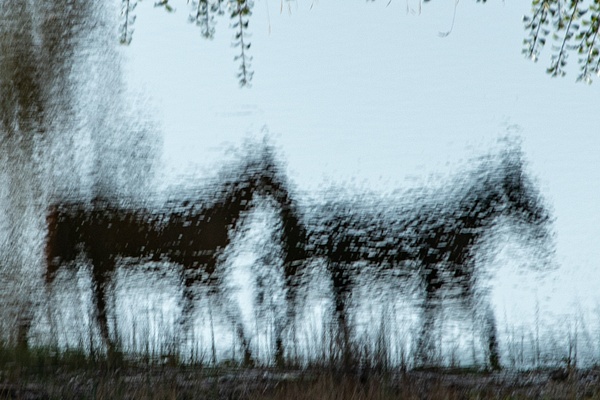 untitled-9 - Watering Hole - Stephen Heidel Photography