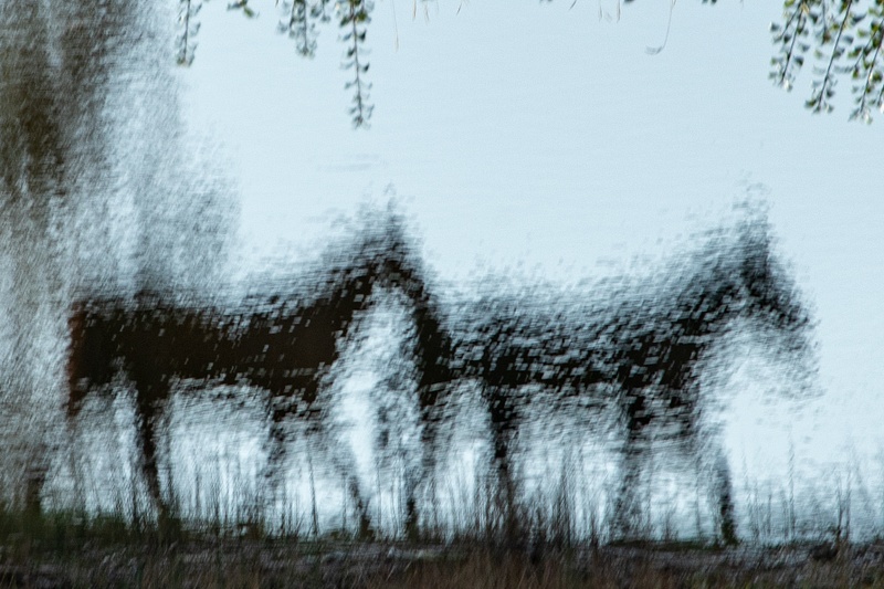 Watering Hole