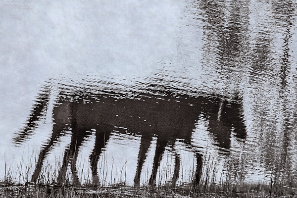 untitled-10 - Watering Hole - Stephen Heidel Photography