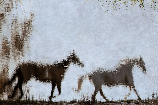 untitled-11 - Watering Hole - Stephen Heidel Photography