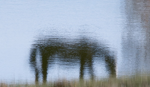 untitled - Watering Hole - Stephen Heidel Photography
