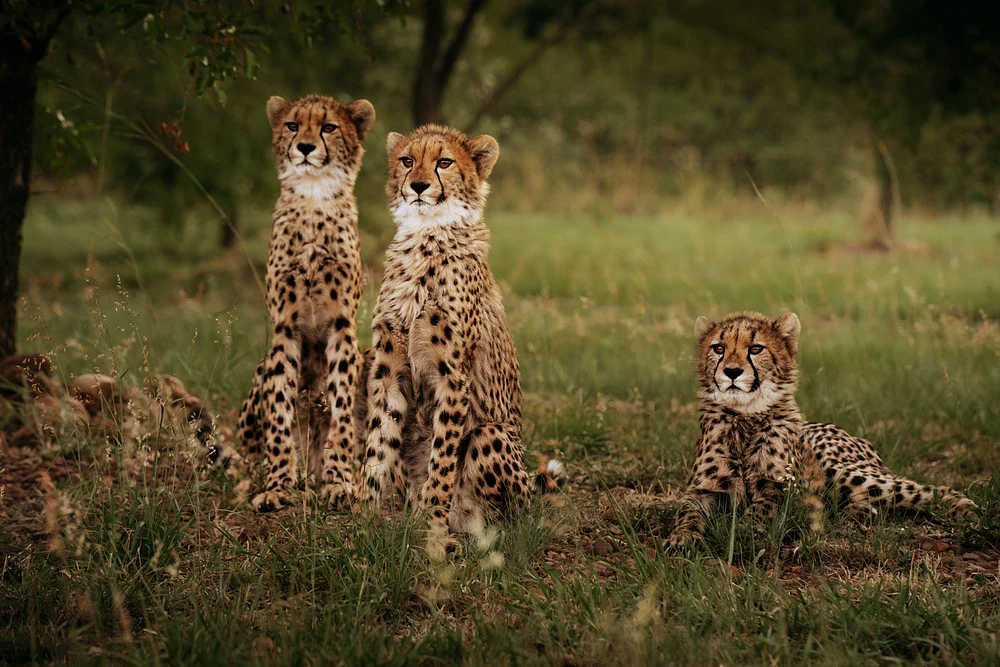 Playful Baby Cheetahs in Natural Habitat