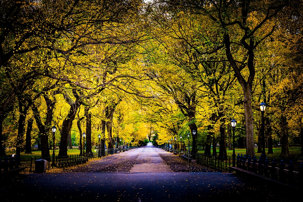 Autumn Pathway Through Golden Trees in a Park