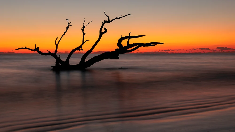Serene Sunrise at Driftwood Beach, Jekyll Island, Georgia Silhouette of a driftwood tree at sunrise on Jekyll Island, Georgia.