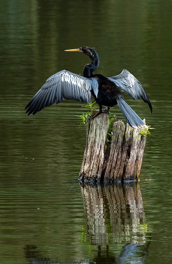 Anhinga 1