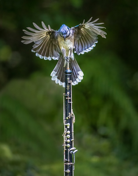 6J6A0042-Edit-Edit-Edit-2-Edit - Animals and Music - Paul Kober Photography
