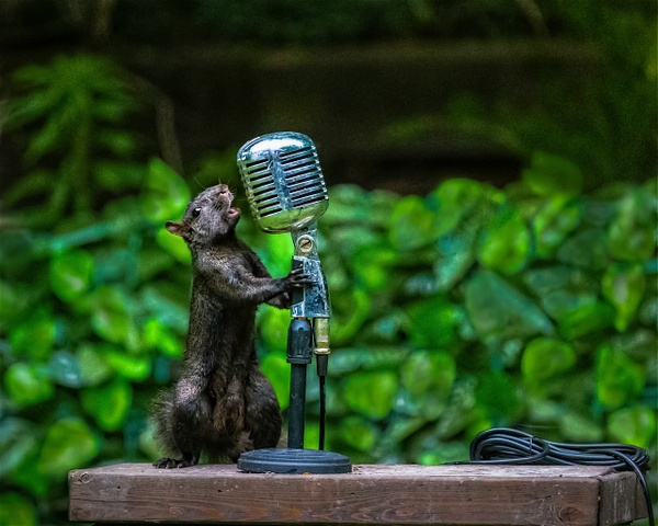 6J6A2993-Edit-Edit-Edit-Edit copy - Animals and Music - Paul Kober Photography