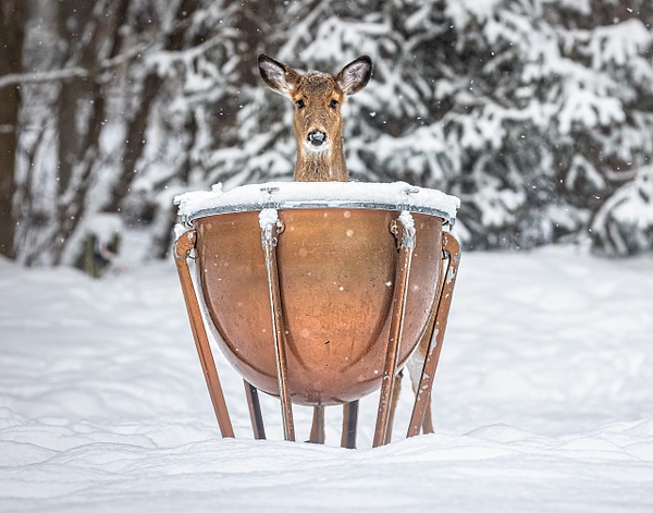 6J6A8414-Edit-Edit - Animals and Music - Paul Kober Photography