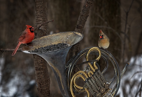 blog gallery-4 - Animals and Music - Paul Kober Photography