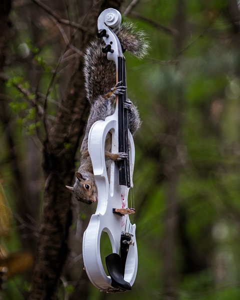 0Q4A4363 - Animals and Music - Paul Kober Photography