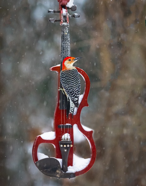 6J6A7096-Edit-Edit - Animals and Music - Paul Kober Photography