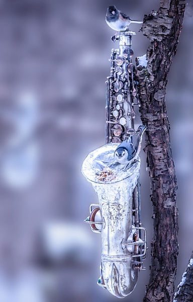 IMG_1441-Edit-Edit-Edit-Edit-Edit - Animals and Music - Paul Kober Photography