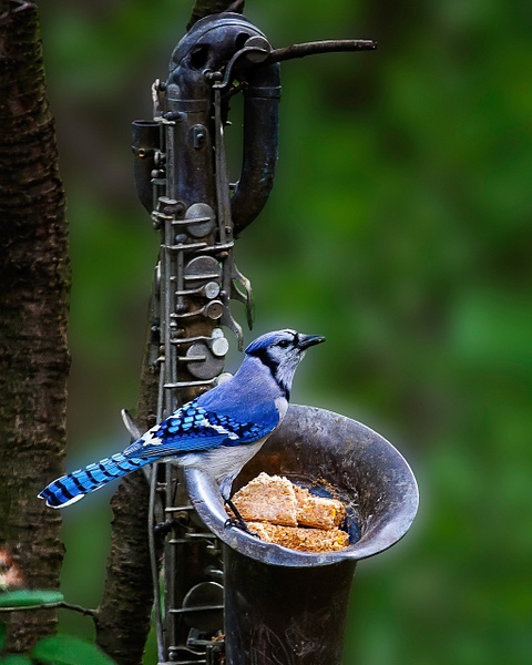 IMG_5427-Edit_Luminar2018-edit-Edit - Animals and Music - Paul Kober Photography