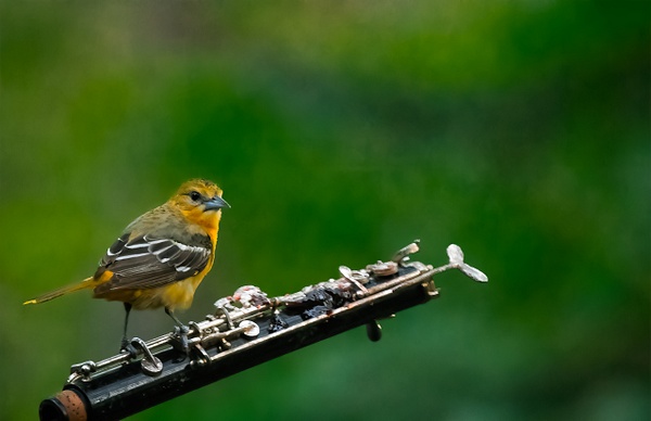 0Q4A5490-Edit - Animals and Music - Paul Kober Photography