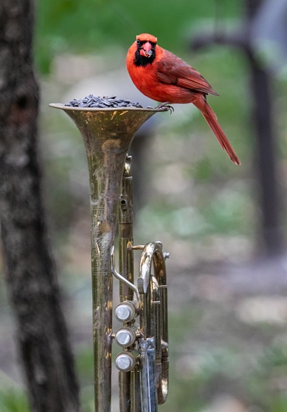 0Q4A5579 - Animals and Music - Paul Kober Photography