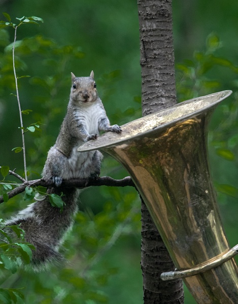 0Q4A5635 - Animals and Music - Paul Kober Photography