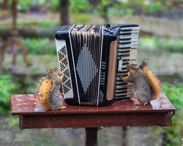0Q4A5781-Edit - Animals and Music - Paul Kober Photography