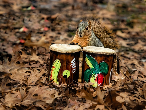 0Q4A9018-Edit - Animals and Music - Paul Kober Photography