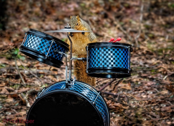 0Q4A9545-Edit-Edit - Animals and Music - Paul Kober Photography