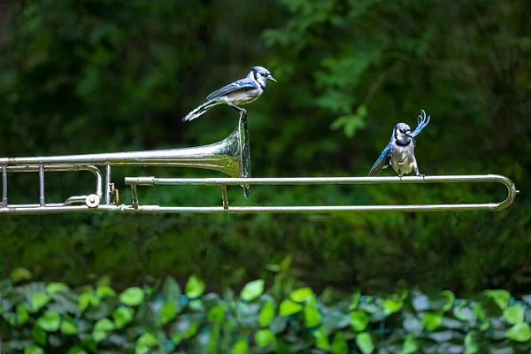 6J6A0704-Edit.1-Edit - Animals and Music - Paul Kober Photography