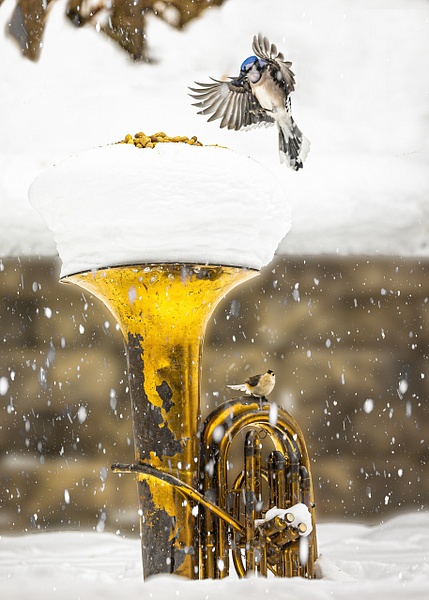 6J6A2750-Edit (1) (1) (1) (1)-Edit - Animals and Music - Paul Kober Photography