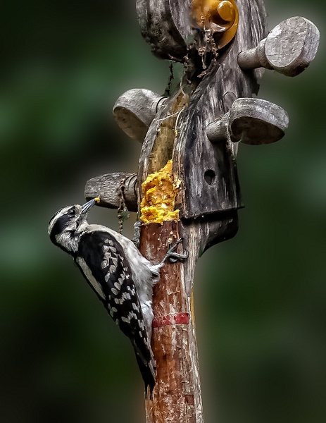 IMG_7179-Edit-Edit-Edit - Animals and Music - Paul Kober Photography