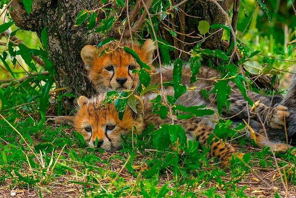 Two cheetah cubs resting among green foliage in Africa.