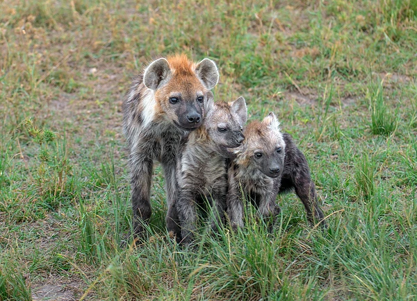 Three playful hyena cubs exploring their grassy African habitat.