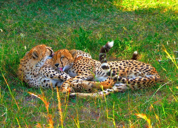 Two cheetahs grooming each other in the lush grasslands of Africa.