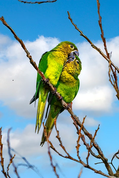 Two vibrant green parrots perched closely together on a branch against a blue sky.