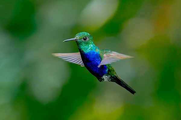 A vibrant hummingbird with emerald and sapphire feathers hovering against a blurred green background.