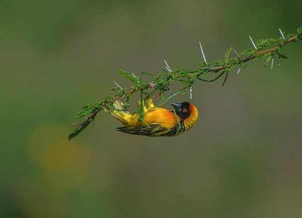 A vibrant bird with orange and yellow feathers hanging from a thorny branch against a blurred green background.