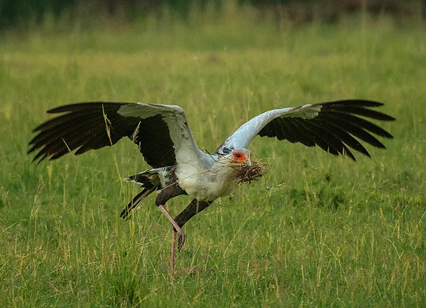 A dynamic stork flying with nesting material in its beak over a green field.