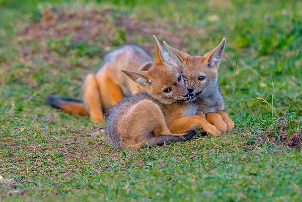 Two adorable fox cubs cuddling on a grassy area, showcasing their playful bond.