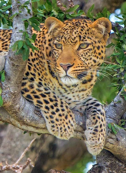 A majestic leopard resting on a tree branch surrounded by lush green foliage.