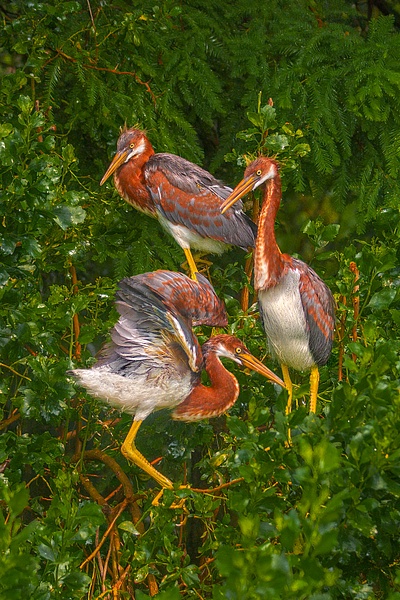 DSC_0298 copy - Florida - Michael Weinman Photography