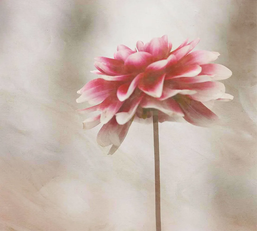 Close-up of an elegant pink dahlia flower with soft focus background.