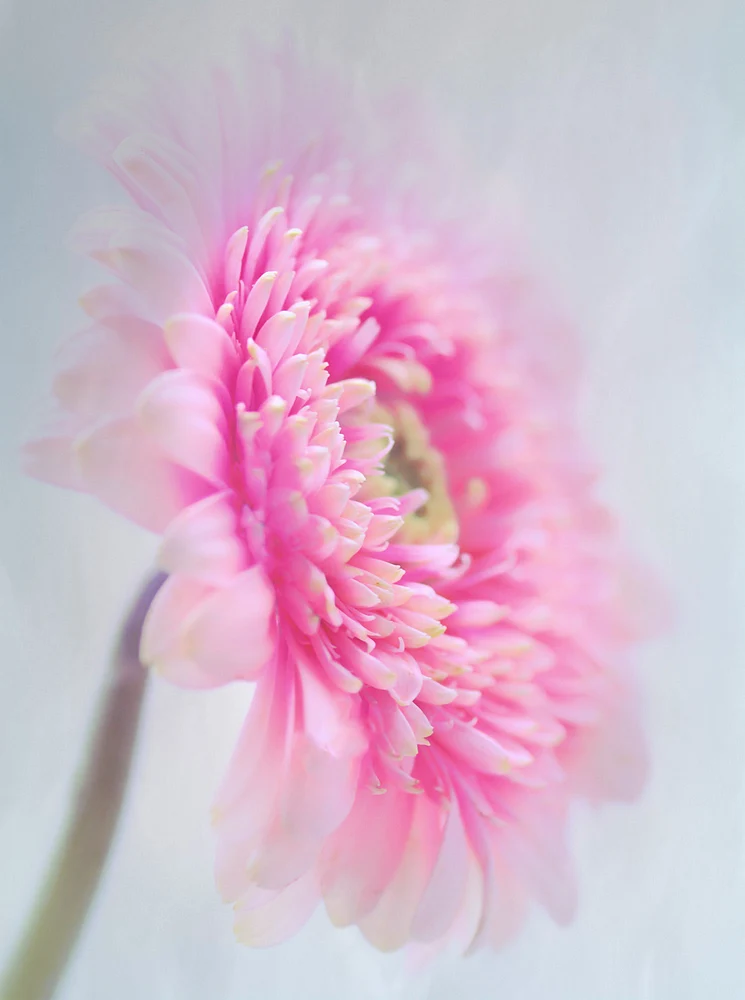 Pink Gerbera Daisy