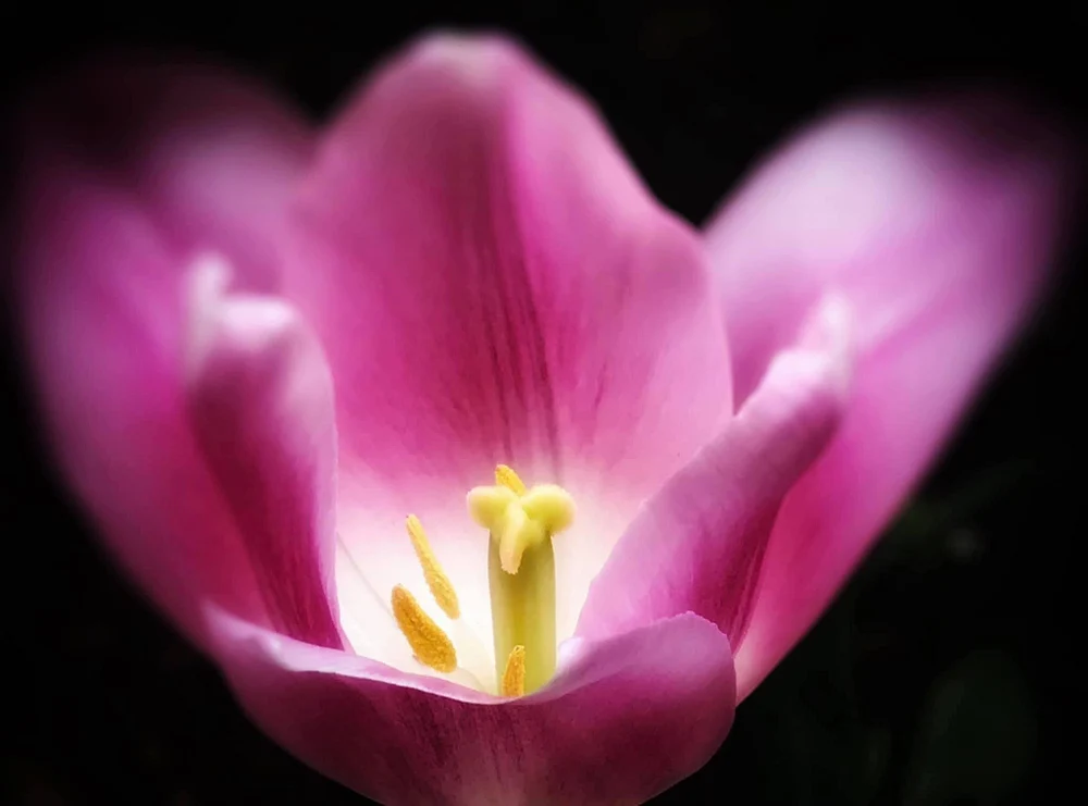 Pink Tulip