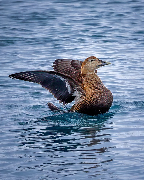 _R5_5357-Edit.jpg - Birds - bradleybarnesphoto