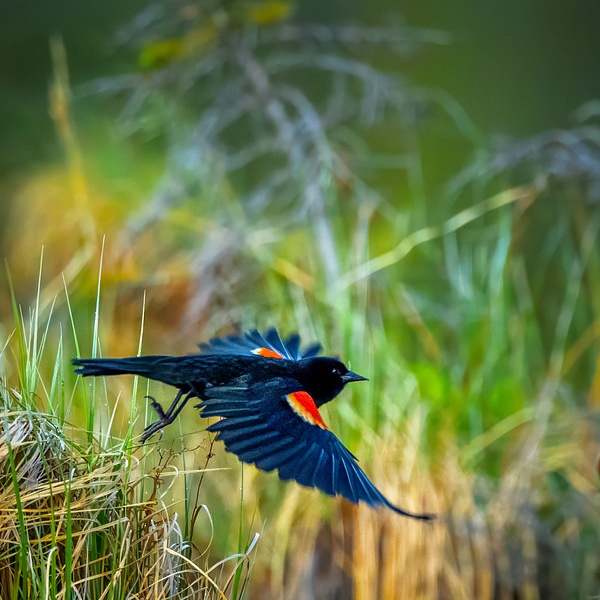 _5II8679-Edit.jpg - Birds - bradleybarnesphoto