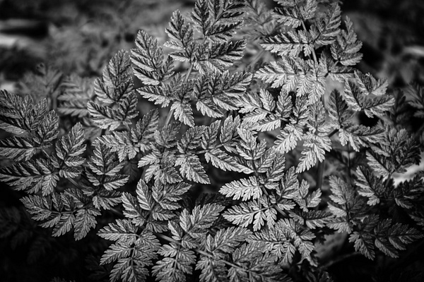 Silvery Small Leaves - Nature - GretaStarrett