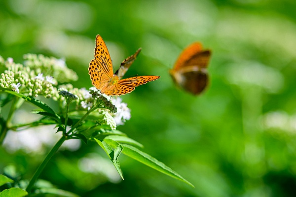 Sommerwalk Fohrenberg - Aadorf - Schweiz - Makro - TravelMichi