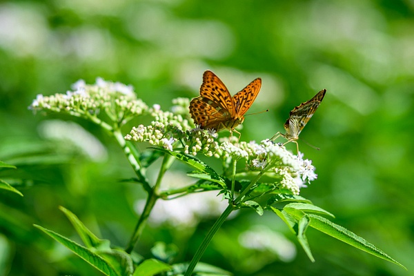 Sommerwalk Fohrenberg - Aadorf - Schweiz - Makro - TravelMichi